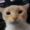 zurieditzzz