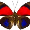 biatir4