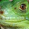 iguanainamazon