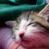 cjchcxzcub