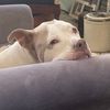 alittlebrowndog