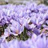 lavenderfromspace