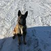malinoisottawa