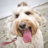 labradoodler4life