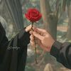 hafizarain6