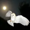 sirbambi22