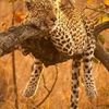 mageba657