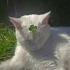 hazelinek_