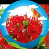 lanlinh3757
