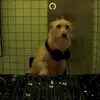 mongi.mavkie