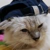 lucy_si_kucing