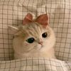 usebymelody_