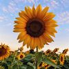 flower_sun8945