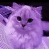 purple888cat