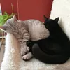 aiko.and.ash