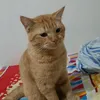 tiktok_watcher21