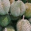 bandar buah bondowoso