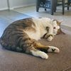 dreshawnthecat