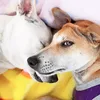 ammyandthedogs