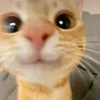 fatimalbt