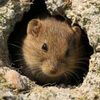 mine.rat.maden.faresi
