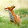 mr_old_fox