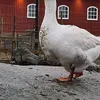 rogerjohansson2