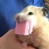 tiramissucakee_4u
