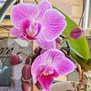 lorraineduplessis0