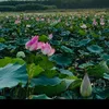 binhan_25
