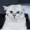 napa_extra010