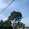bakso.pakdebajul