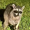 shadow_12228