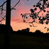 chelsea_wain