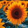 sunfalower10