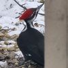 brandosbirds