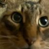 aquariuskitten27
