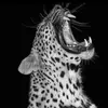 mohz.22
