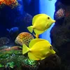wirsind2dummefische