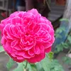 anhrose0510