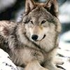 silver.wolf77