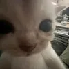 vitoredkk