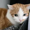 ttv.katzenmilch_