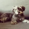 lillunix_the_dog