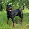 elchapo_rotti