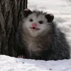 kirby_the_crybaby