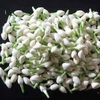 rosewhite660
