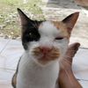 gieanteng