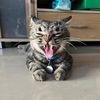 catty_996056