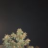 dinamariani229